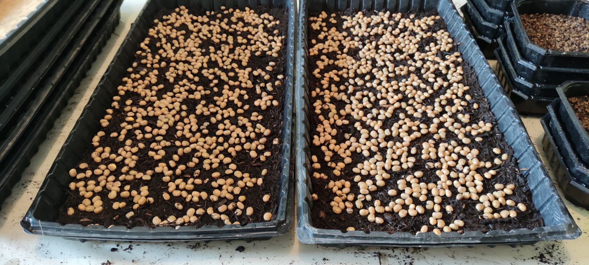 Semis de micropousses en plateaux — image 4