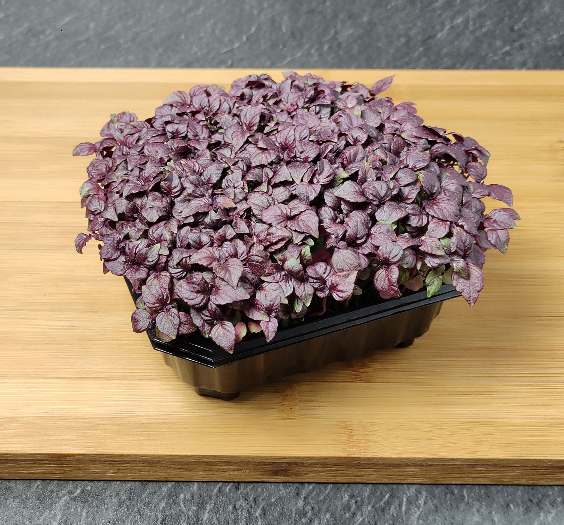 Shiso pourpre