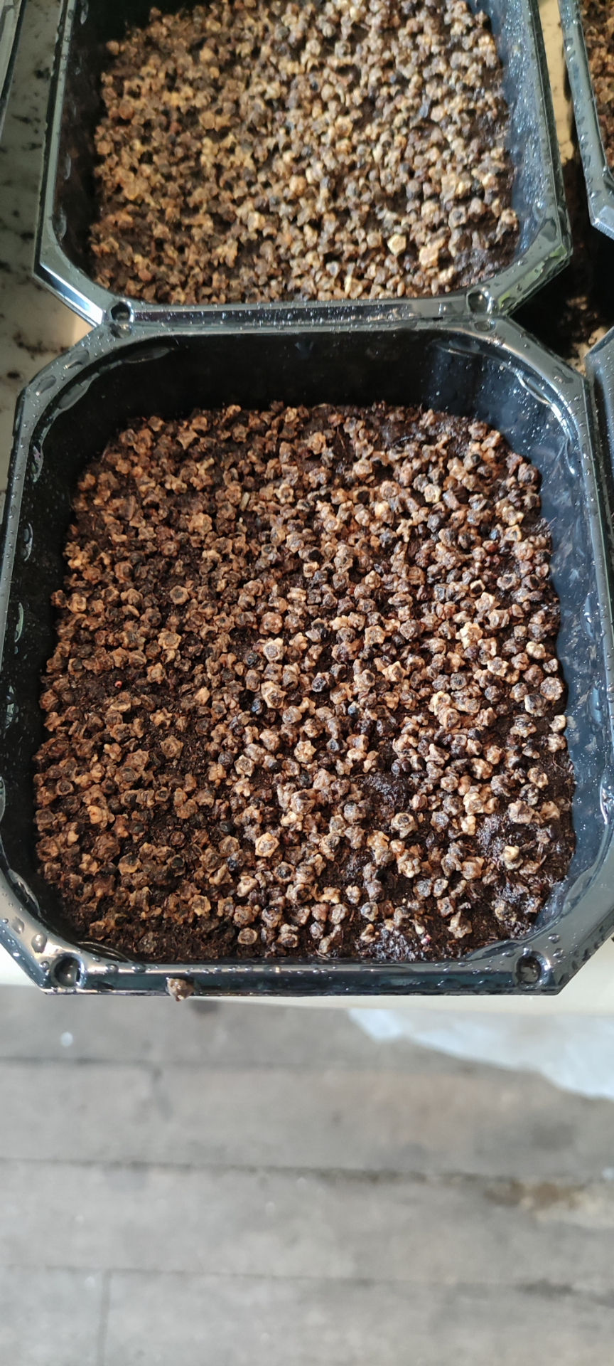 Semis de micropousses en plateaux — image 3