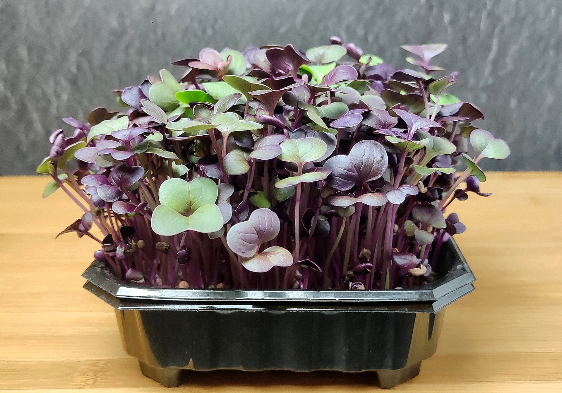 Radis violet